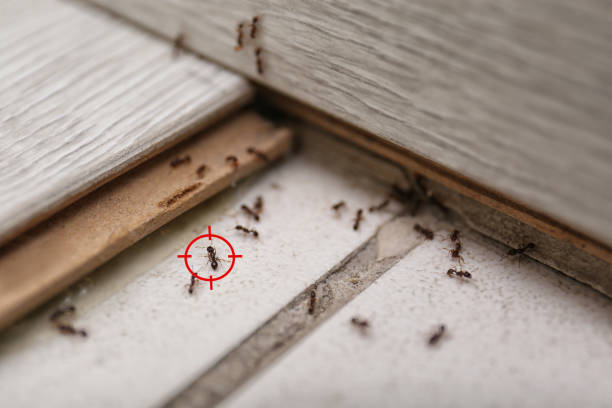 Best Wasp Removal Services  in Hibbing, MN
