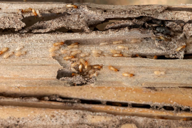 Best Exterminator Services  in Hibbing, MN