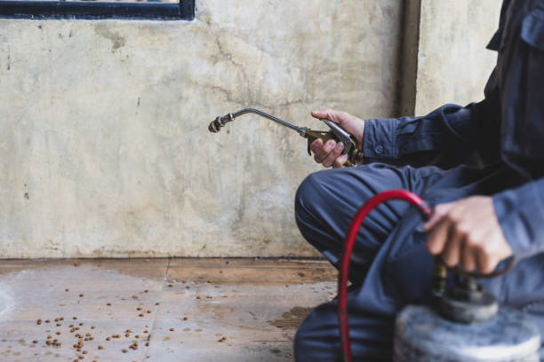 Best Rat Extermination Near Me  in Hibbing, MN